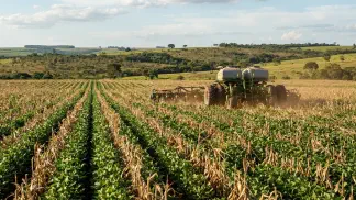 Miniatura do artigo de Gestão Agrícola: Plantio Direto de Milho: Guia Definitivo de Manejo [2025]