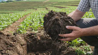 Miniatura do artigo de Gestão Agrícola: Manejo do Solo no Trigo: Guia do Plantio Direto [2025]