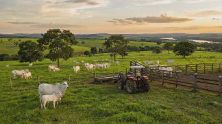 Miniatura do artigo de Gestão Agrícola: Descarte de Vacas de Corte: 7 Dicas para Lucrar Mais [2025]