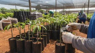 Miniatura do artigo de Gestão Agrícola: Manga: Enxerto ou Semente? Guia Prático de Produção [2025]
