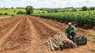 Miniatura do artigo de Gestão Agrícola: Manivas de Mandioca: Guia para um Plantio Lucrativo [2025]