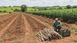 Miniatura do artigo de Gestão Agrícola: Manivas de Mandioca: Guia para um Plantio Lucrativo [2025]