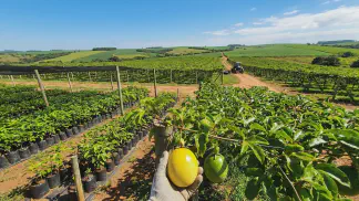 Miniatura do artigo de Gestão Agrícola: Maracujá Doce vs Azedo: Diferenças e Guia de Cultivo [2025]