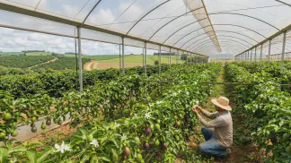 Miniatura do artigo de Gestão Agrícola: Maracujá em Estufa: Guia de Custos e Produtividade [2025]