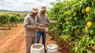 Miniatura do artigo de Gestão Agrícola: Adubação de Maracujá: Guia Prático para Produzir Mais [2025]