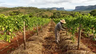 Miniatura do artigo de Gestão Agrícola: Maracujá Orgânico na Prática: 7 Passos para o Lucro [2025]