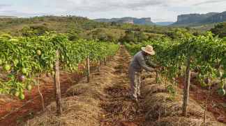 Miniatura do artigo de Gestão Agrícola: Maracujá Orgânico na Prática: 7 Passos para o Lucro [2025]