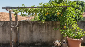 Miniatura do artigo de Gestão Agrícola: Como plantar maracujá: Guia Completo de Cultivo Urbano [2025]