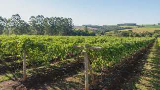 Miniatura do artigo de Gestão Agrícola: Maracujá: Guia de Temperatura, Geada e Irrigação [2025]