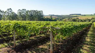 Miniatura do artigo de Gestão Agrícola: Maracujá: Guia de Temperatura, Geada e Irrigação [2025]