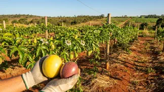 Miniatura do artigo de Gestão Agrícola: Plantio de Maracujá: Guia de Manejo e Lucratividade [2025]