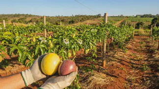 Miniatura do artigo de Gestão Agrícola: Plantio de Maracujá: Guia de Manejo e Lucratividade [2025]