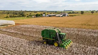 Miniatura do artigo de Gestão Agrícola: Melhoramento Genético do Algodão: Guia da Qualidade [2025]