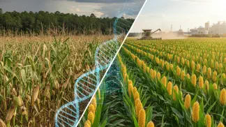 Miniatura do artigo de Gestão Agrícola: Melhoramento Genético de Plantas: O que é e por que é crucial para sua lavoura