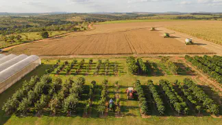 Miniatura do artigo de Gestão Agrícola: Melhoramento Genético de Maçãs: Produção e Lucro [2025]