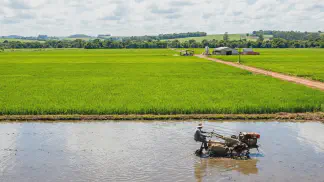 Miniatura do artigo de Gestão Agrícola: Melhores Cultivares de Arroz: Guia para sua Escolha [2025]