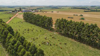 Miniatura do artigo de Gestão Agrícola: Melhores Forrageiras para Gado: Guia Inverno e Verão [2025]
