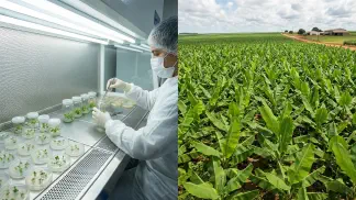 Miniatura do artigo de Gestão Agrícola: Micropropagação de Banana: Guia Completo de Produção [2025]