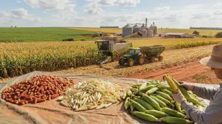 Miniatura do artigo de Gestão Agrícola: Milho-Pipoca: Guia de Plantio, Colheita e Secagem [2025]