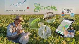 Miniatura do artigo de Gestão Agrícola: MIP na Soja: Como Fazer o Manejo Integrado e Aumentar a Rentabilidade