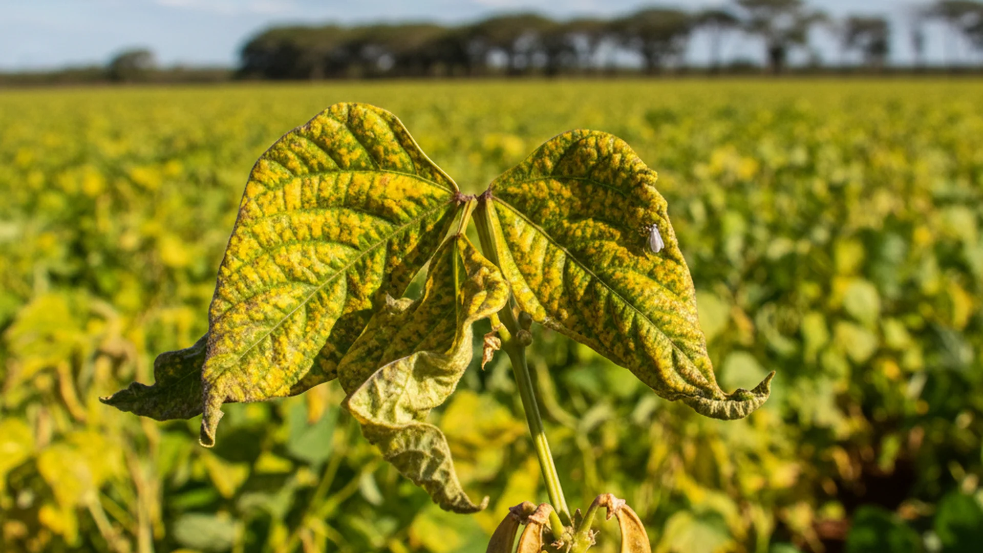 Mosaico Dourado do Feijoeiro: Sintomas, Vetor e Manejo Eficaz