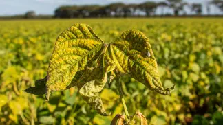 Miniatura do artigo de Manejo de Doencas: Mosaico Dourado do Feijoeiro: Sintomas, Vetor e Manejo Eficaz