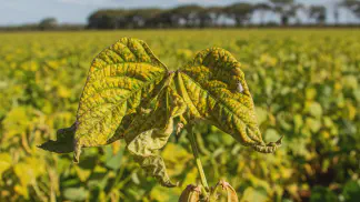 Miniatura do artigo de Manejo de Doencas: Mosaico Dourado do Feijoeiro: Sintomas, Vetor e Manejo Eficaz