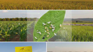 Miniatura do artigo de Manejo Integrado de Pragas: Mosca-Branca: Controle Eficaz em Soja, Feijão e Algodão