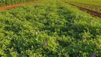 Miniatura do artigo de Gestão Agrícola: Mucuna-Preta: O Guia Completo para Adubação Verde e Controle de Pragas