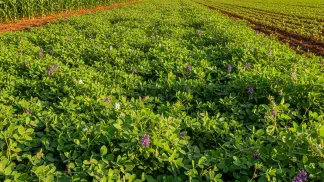 Miniatura do artigo de Gestão Agrícola: Mucuna-Preta: O Guia Completo para Adubação Verde e Controle de Pragas