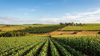 Miniatura do artigo de Gestão Agrícola: Mudas de Abacaxi: Guia Completo de Escolha e Plantio [2025]