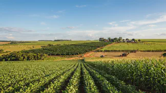 Miniatura do artigo de Gestão Agrícola: Mudas de Abacaxi: Guia Completo de Escolha e Plantio [2025]