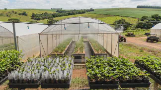 Miniatura do artigo de Gestão Agrícola: Mudas de Amora, Morango e Mirtilo: Guia Completo [2025]