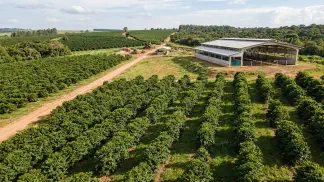 Miniatura do artigo de Gestão Agrícola: Mudas Clonais ou Sementes: Guia Prático para o Pomar [2025]