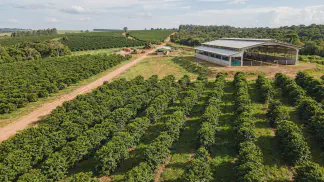 Miniatura do artigo de Gestão Agrícola: Mudas Clonais ou Sementes: Guia Prático para o Pomar [2025]