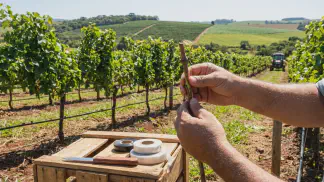 Miniatura do artigo de Gestão Agrícola: Mudas de Uva: Guia Prático de Enxertia e Qualidade [2025]