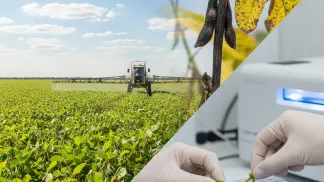 Miniatura do artigo de Manejo de Doencas: Necrose da Haste da Soja: Guia Completo para Identificar e Manejar a Doença