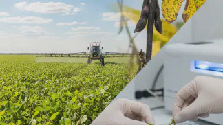 Miniatura do artigo de Manejo de Doencas: Necrose da Haste da Soja: Guia Completo para Identificar e Manejar a Doença