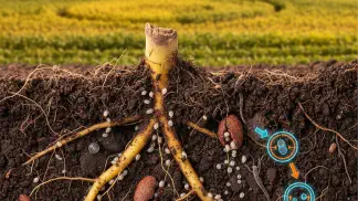 Miniatura do artigo de Manejo de Doencas: Nematoide de Cisto da Soja: Identificação e Manejo de *H. glycine*