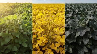 Miniatura do artigo de Gestão Agrícola: Níquel nas Plantas: Guia Essencial sobre Funções, Sintomas e Adubação