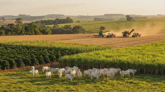 Miniatura do artigo de Gestão Agrícola: Nutrição de Búfalos: Guia Prático para Carne e Leite [2025]
