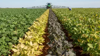 Miniatura do artigo de Gestão Agrícola: Nutrição da Soja: Identificando Deficiências e Momento Ideal de Adubação