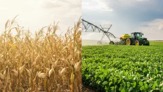 Miniatura do artigo de Planejamento Agrícola: Ondas de Calor na Lavoura: Como Proteger Soja e Milho do Estresse Climático