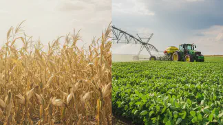 Miniatura do artigo de Planejamento Agrícola: Ondas de Calor na Lavoura: Como Proteger Soja e Milho do Estresse Climático