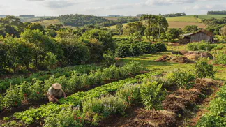 Miniatura do artigo de Gestão Agrícola: Qualidade de Orgânicos: Guia Prático de Certificação [2025]