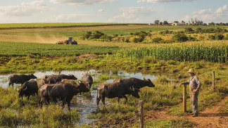 Miniatura do artigo de Gestão Agrícola: Origem dos Búfalos: Conheça a História e as 4 Raças [2025]