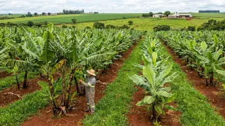 Miniatura do artigo de Gestão Agrícola: Genética da Banana: Guia de Variedades (AA e BB) [2025]
