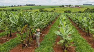 Miniatura do artigo de Gestão Agrícola: Genética da Banana: Guia de Variedades (AA e BB) [2025]