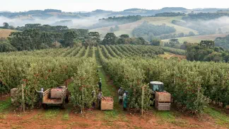 Miniatura do artigo de Gestão Agrícola: Produção de Maçã no Brasil: Guia Completo e Prático [2025]