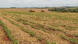 Miniatura do artigo de Gestão Agrícola: Palhada: Guia Definitivo para Solo Mais Produtivo [2025]
